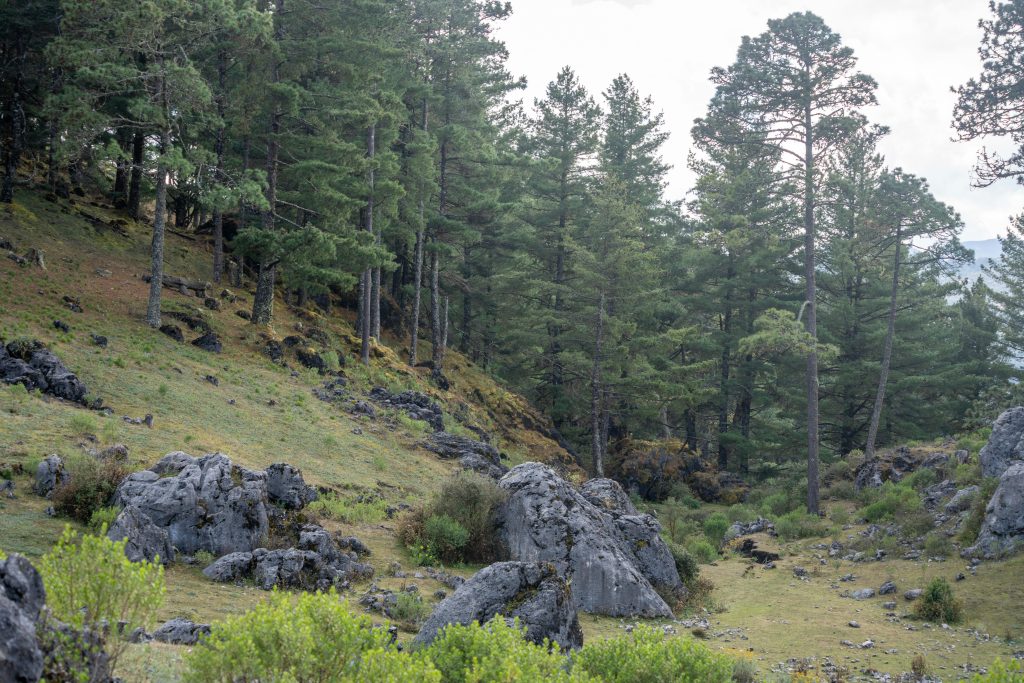 Explore the tranquil pine forest with rocky terrain in Huehuetenango, Guatemala.