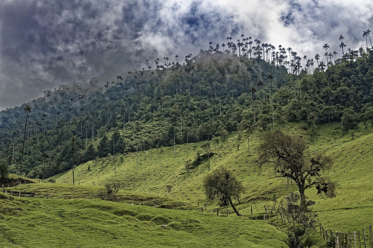 EL BOSQUE SOLIDARIO DE RENACER CARBONO: REFORESTACIÓN, IMPACTO SOCIAL Y COMPROMISO AL ALCANCE DE TODOS