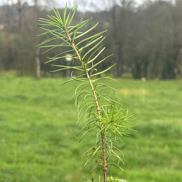 Árbol 1